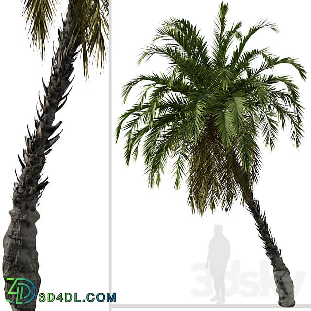 Set of Phoenix reclinata Trees Senegal date palm 2 Trees 