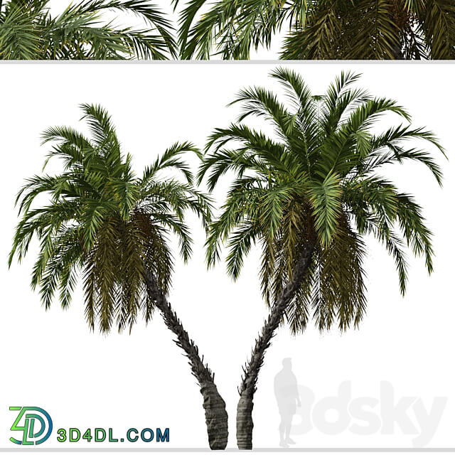 Set of Phoenix reclinata Trees Senegal date palm 2 Trees 