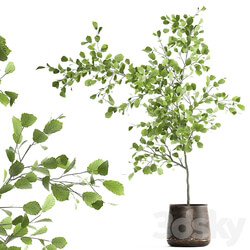 Linden in a pot 953. hazel tree flowerpot landscape design industrial style rust small tree interior 3D Models 