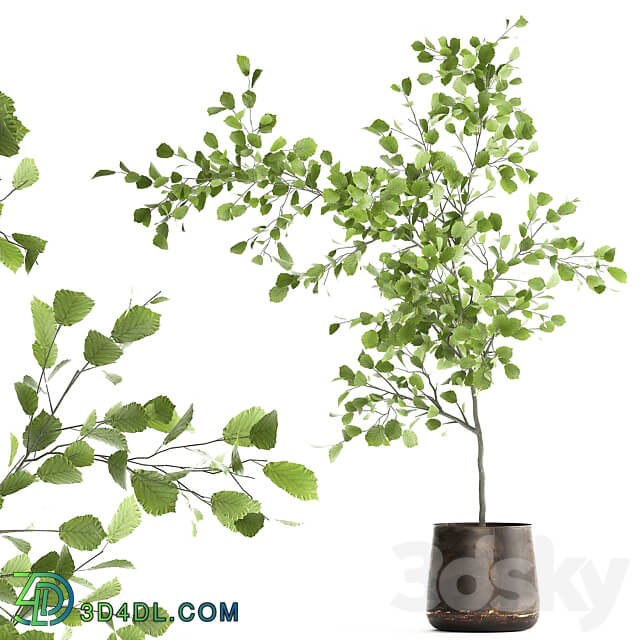 Linden in a pot 953. hazel tree flowerpot landscape design industrial style rust small tree interior 3D Models