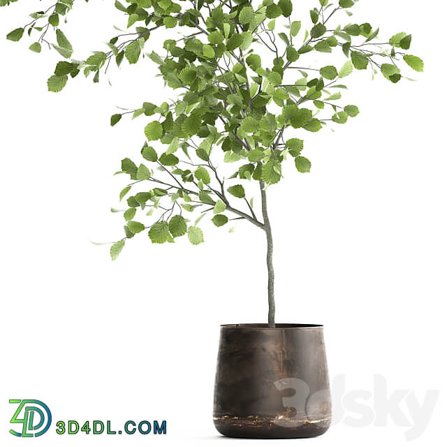 Linden in a pot 953. hazel tree flowerpot landscape design industrial style rust small tree interior 3D Models