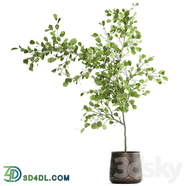 Linden in a pot 953. hazel tree flowerpot landscape design industrial style rust small tree interior 3D Models