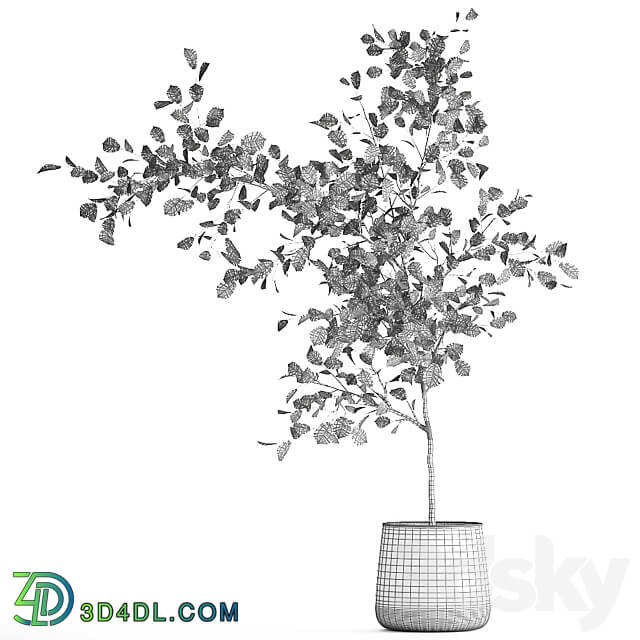 Linden in a pot 953. hazel tree flowerpot landscape design industrial style rust small tree interior 3D Models