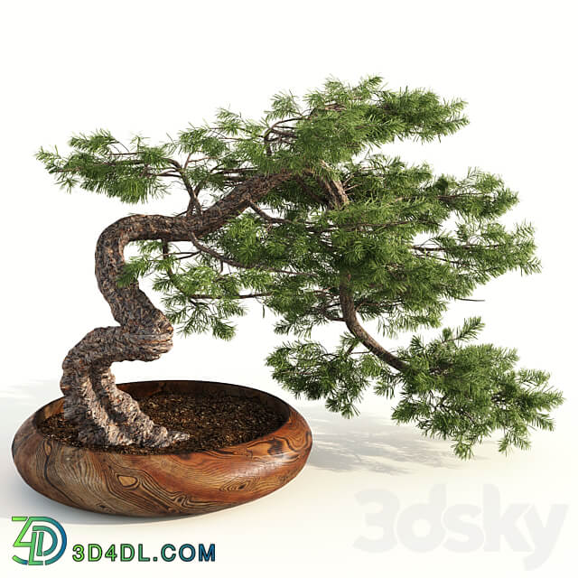 bonsai04