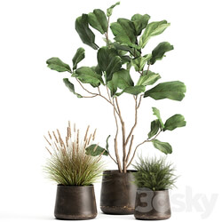 Plant collection 971. Ficus Lyrata Asparagus flowerpot bush rusty metal loft 3D Models 