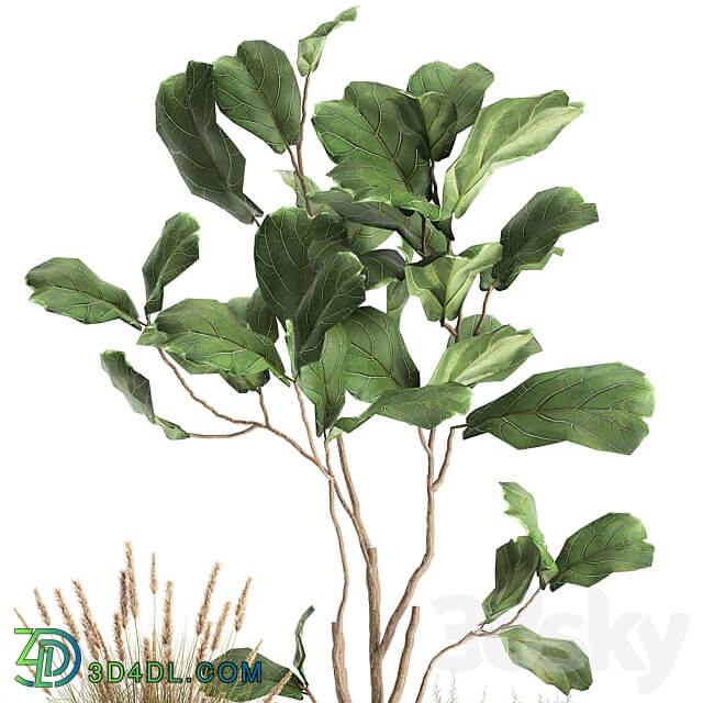 Plant collection 971. Ficus Lyrata Asparagus flowerpot bush rusty metal loft 3D Models