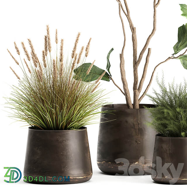 Plant collection 971. Ficus Lyrata Asparagus flowerpot bush rusty metal loft 3D Models
