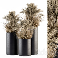 indoor Plant Set 224 Big Pampas 