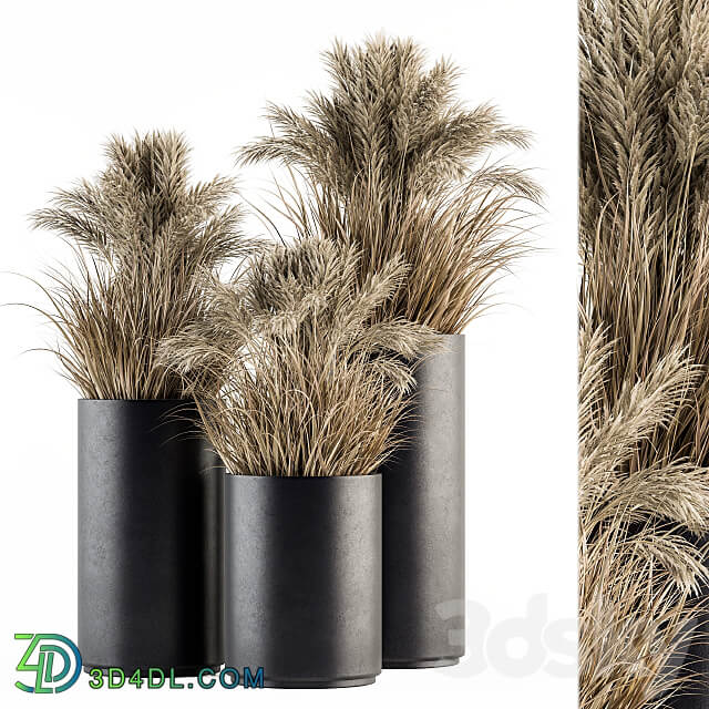 indoor Plant Set 224 Big Pampas