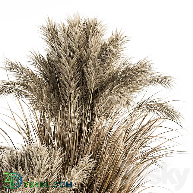 indoor Plant Set 224 Big Pampas