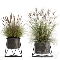 Plant collection 980. reeds grass landscaping bushes flowerpot industrial style rust outdoor 3D Models 