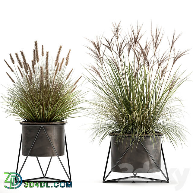 Plant collection 980. reeds grass landscaping bushes flowerpot industrial style rust outdoor 3D Models