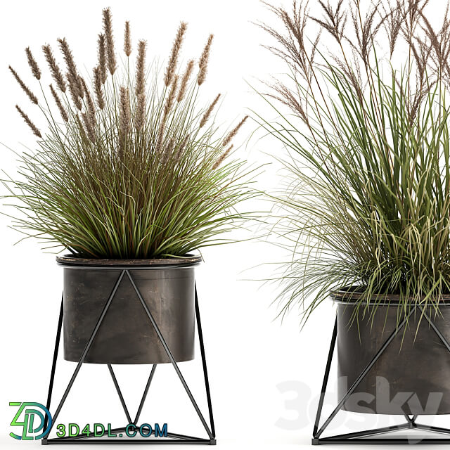 Plant collection 980. reeds grass landscaping bushes flowerpot industrial style rust outdoor 3D Models