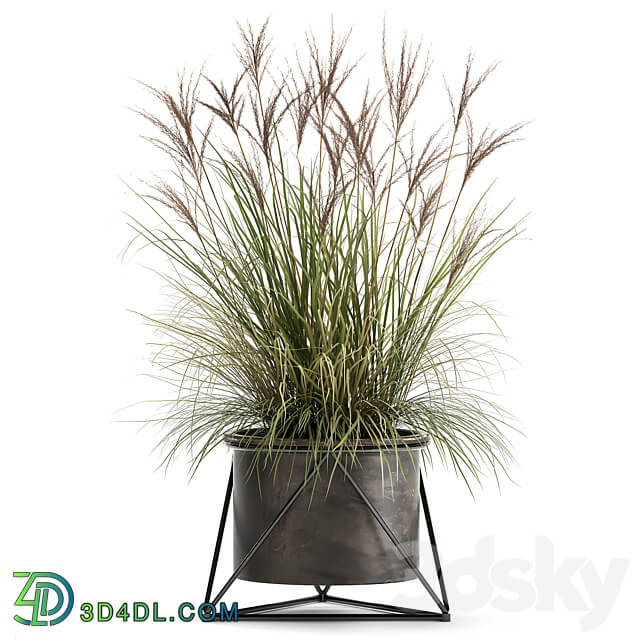 Plant collection 980. reeds grass landscaping bushes flowerpot industrial style rust outdoor 3D Models