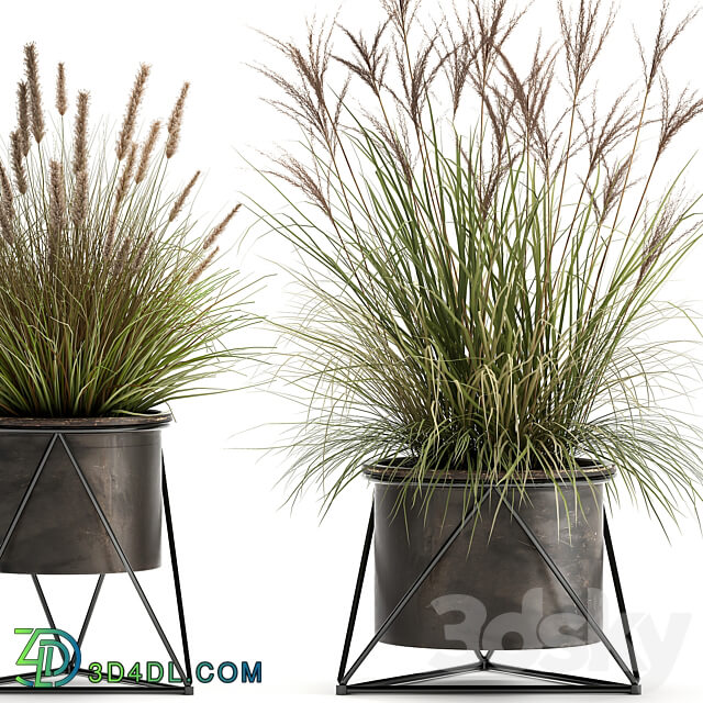 Plant collection 980. reeds grass landscaping bushes flowerpot industrial style rust outdoor 3D Models