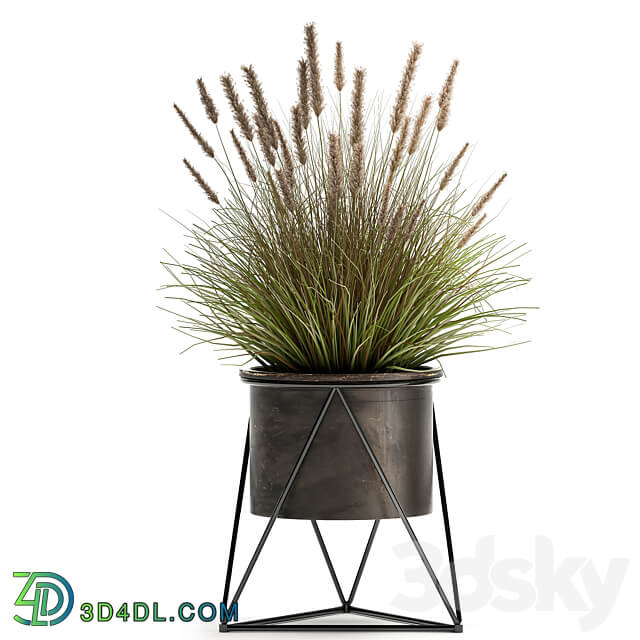 Plant collection 980. reeds grass landscaping bushes flowerpot industrial style rust outdoor 3D Models