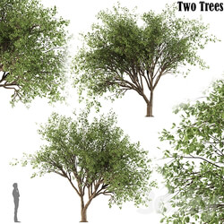 Chinese Stewartia tree two trees  