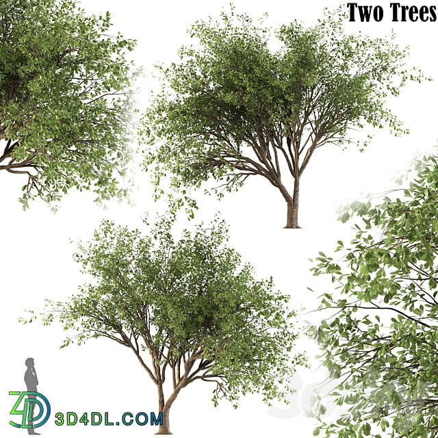 Chinese Stewartia tree two trees 