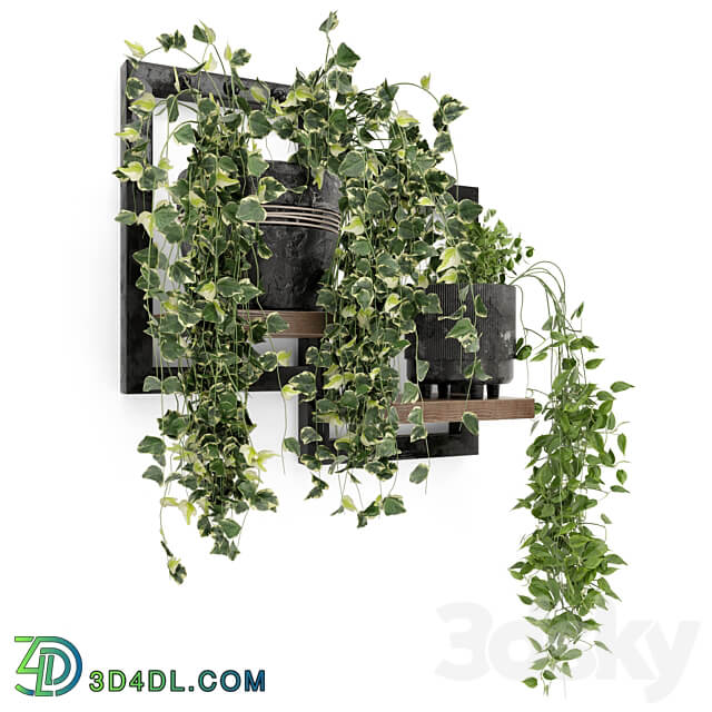 Indoor Plants in rusty Concrete Pot Set 150