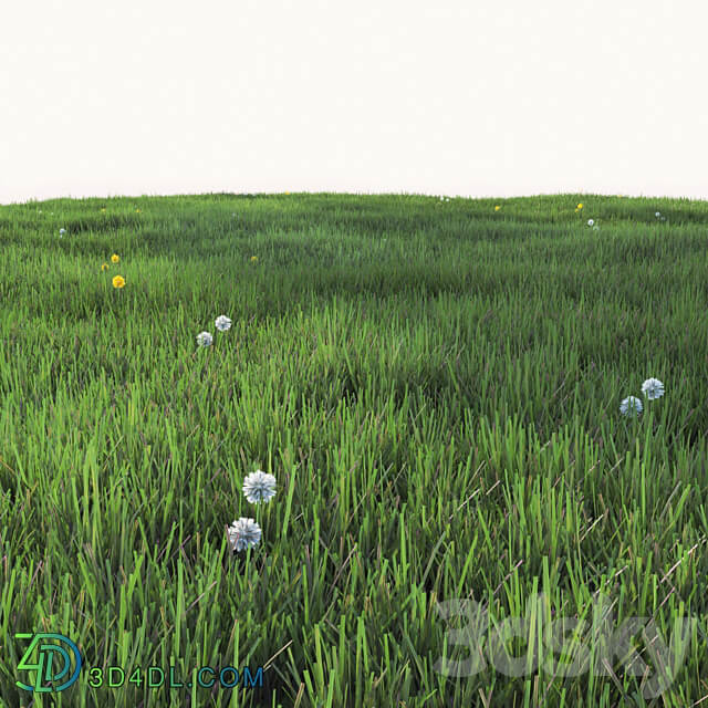 Grass with dandelions