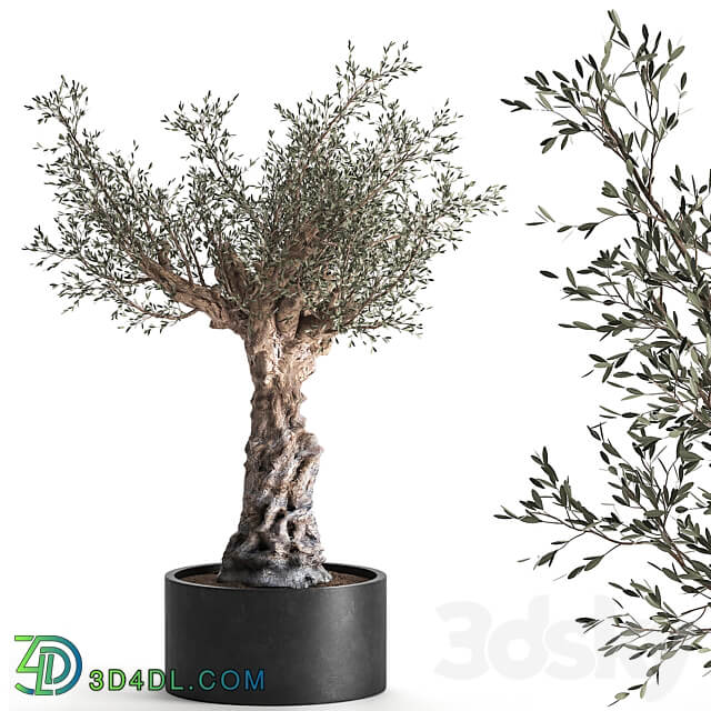 European olive 985. Oliva tree landscaping metal flowerpot outdoor topiary 3D Models