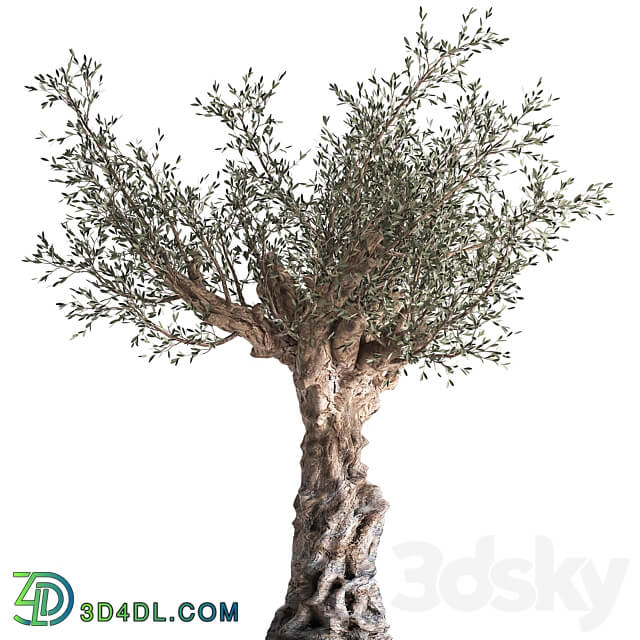 European olive 985. Oliva tree landscaping metal flowerpot outdoor topiary 3D Models