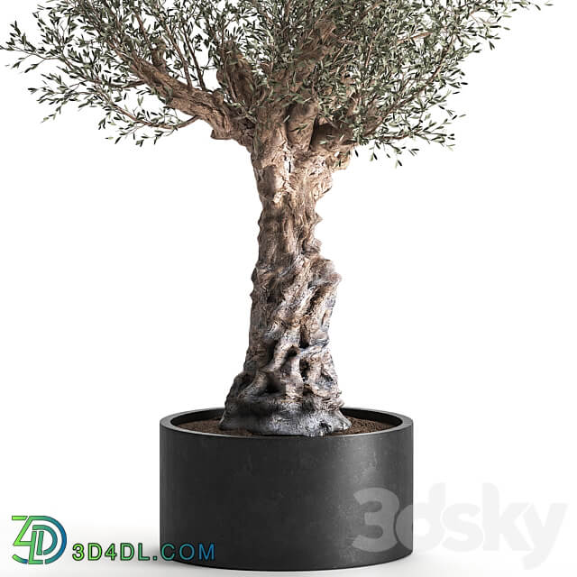 European olive 985. Oliva tree landscaping metal flowerpot outdoor topiary 3D Models