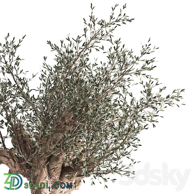 European olive 985. Oliva tree landscaping metal flowerpot outdoor topiary 3D Models