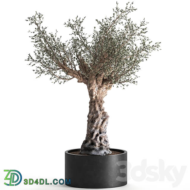 European olive 985. Oliva tree landscaping metal flowerpot outdoor topiary 3D Models