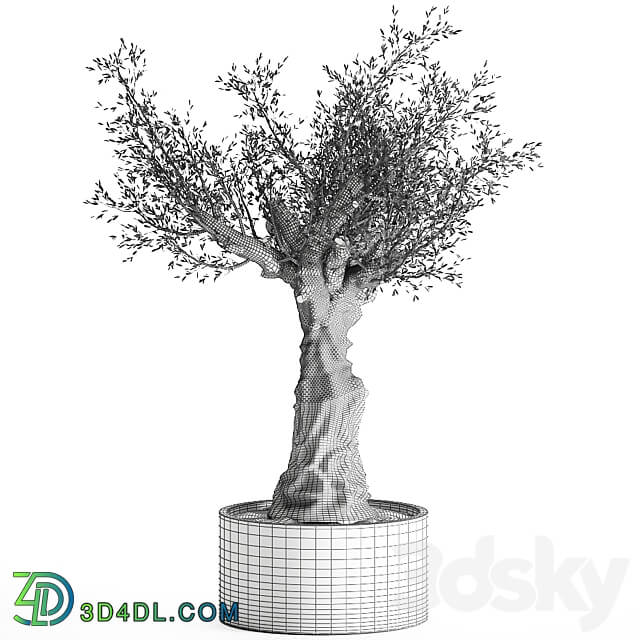 European olive 985. Oliva tree landscaping metal flowerpot outdoor topiary 3D Models