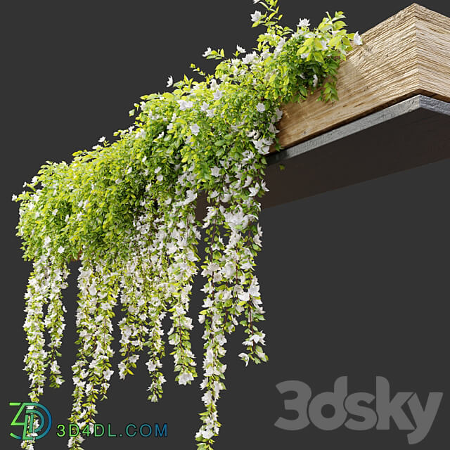 Hanging Plant 19