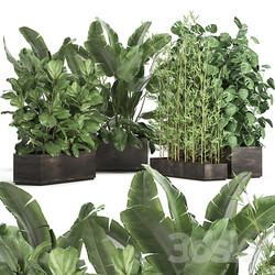 Plant collection 993. Strelitzia flowerbed thickets bamboo ficus monstera banana jungle tropical exotic metallic rust bushes ficus Lyrata 3D Models 