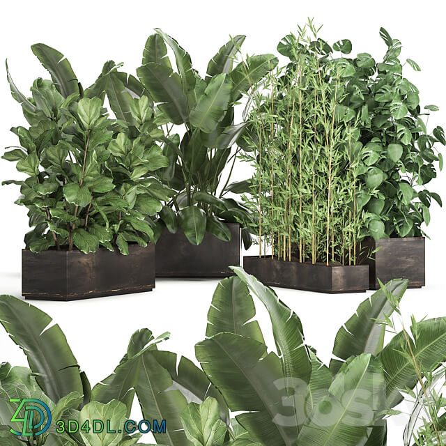 Plant collection 993. Strelitzia flowerbed thickets bamboo ficus monstera banana jungle tropical exotic metallic rust bushes ficus Lyrata 3D Models