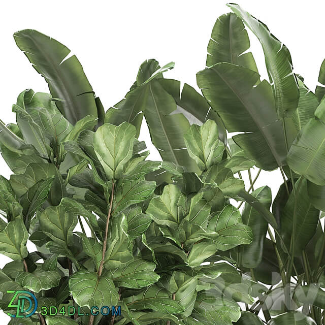 Plant collection 993. Strelitzia flowerbed thickets bamboo ficus monstera banana jungle tropical exotic metallic rust bushes ficus Lyrata 3D Models