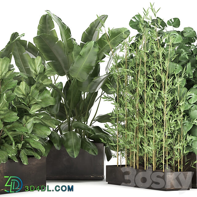 Plant collection 993. Strelitzia flowerbed thickets bamboo ficus monstera banana jungle tropical exotic metallic rust bushes ficus Lyrata 3D Models