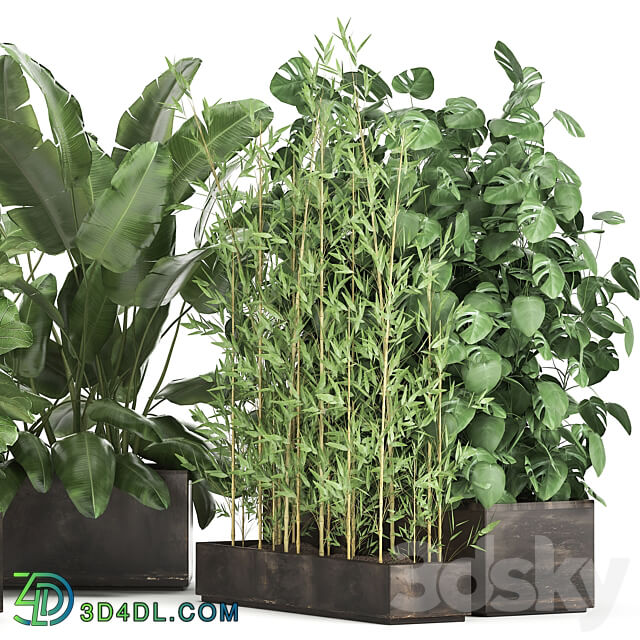 Plant collection 993. Strelitzia flowerbed thickets bamboo ficus monstera banana jungle tropical exotic metallic rust bushes ficus Lyrata 3D Models