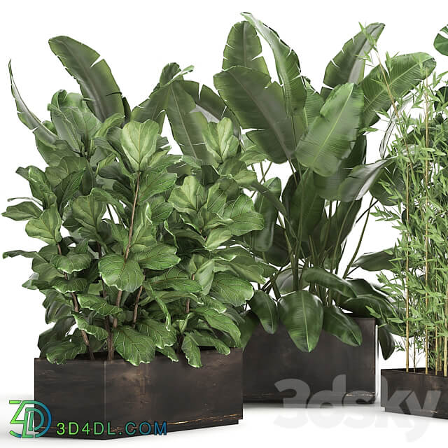 Plant collection 993. Strelitzia flowerbed thickets bamboo ficus monstera banana jungle tropical exotic metallic rust bushes ficus Lyrata 3D Models