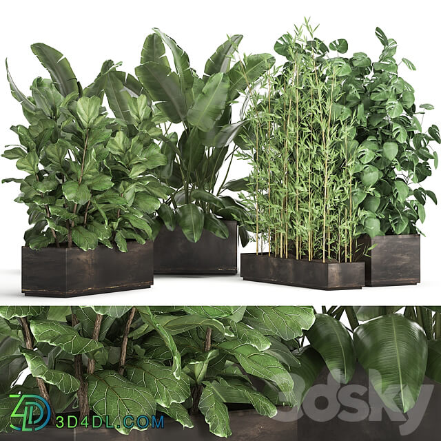 Plant collection 993. Strelitzia flowerbed thickets bamboo ficus monstera banana jungle tropical exotic metallic rust bushes ficus Lyrata 3D Models