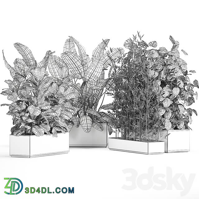 Plant collection 993. Strelitzia flowerbed thickets bamboo ficus monstera banana jungle tropical exotic metallic rust bushes ficus Lyrata 3D Models