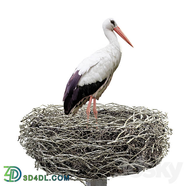 Stork