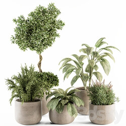 indoor Plant Set 247 Plant Set in Pot 