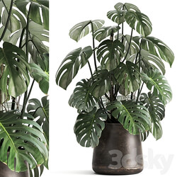 Plant collection 1001. Monstera pot flowerpot bush rusty loft decorative metal flowerpot pot flower 3D Models 