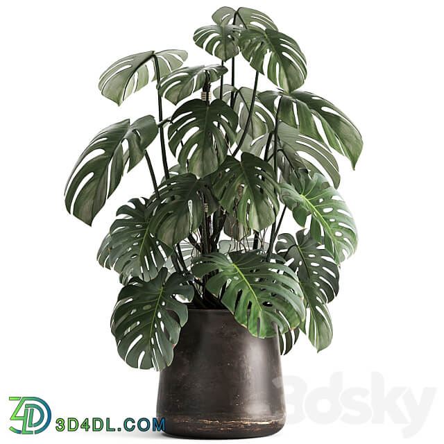 Plant collection 1001. Monstera pot flowerpot bush rusty loft decorative metal flowerpot pot flower 3D Models