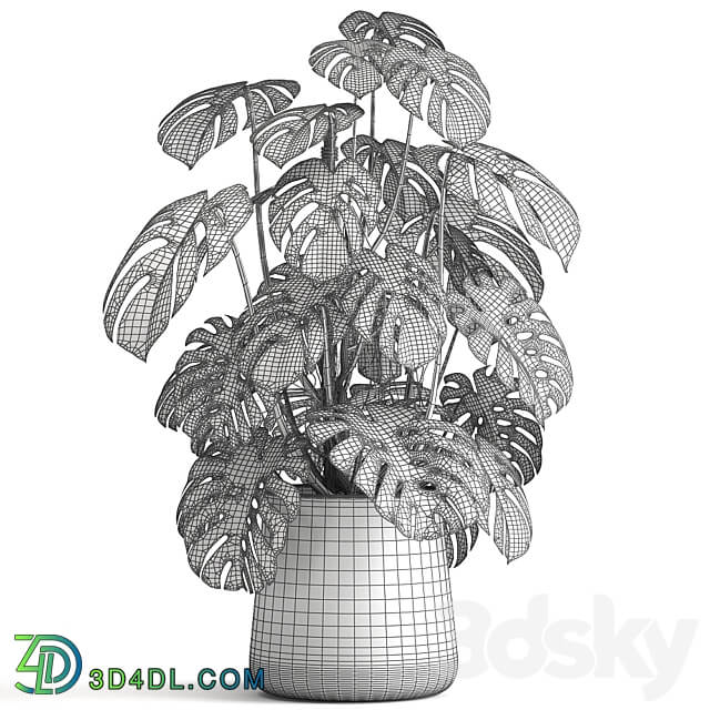 Plant collection 1001. Monstera pot flowerpot bush rusty loft decorative metal flowerpot pot flower 3D Models