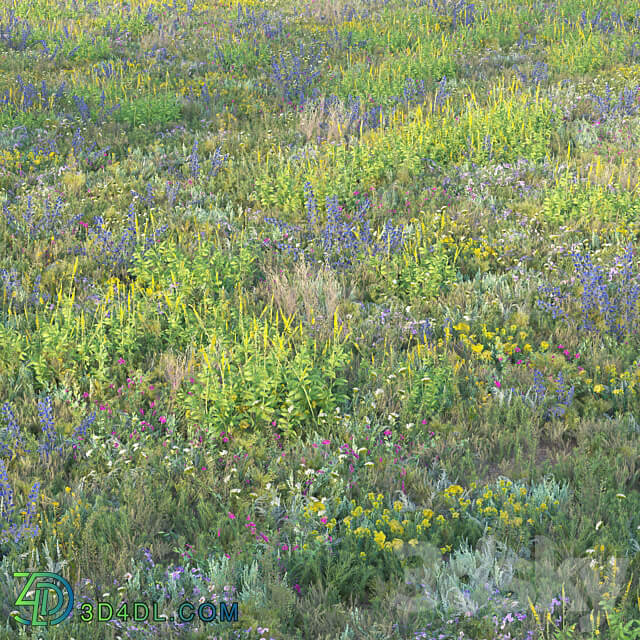 Blooming meadow grass 2