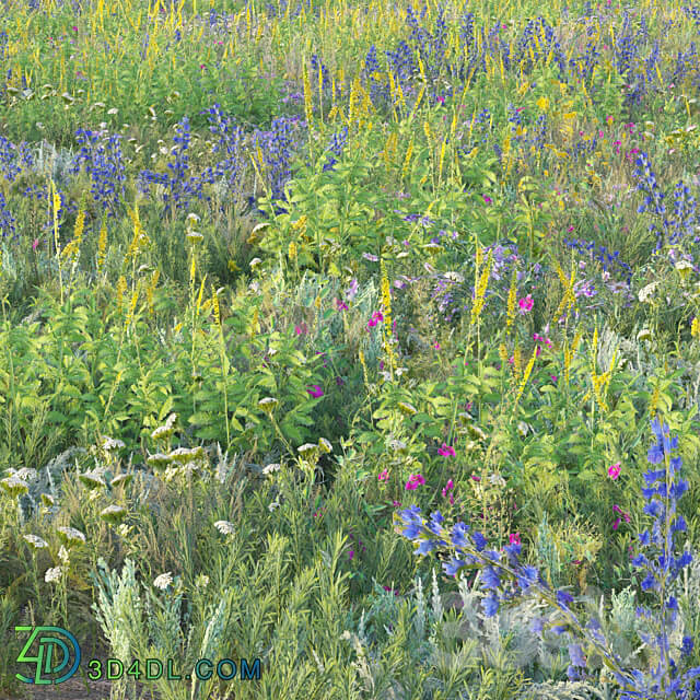 Blooming meadow grass 2