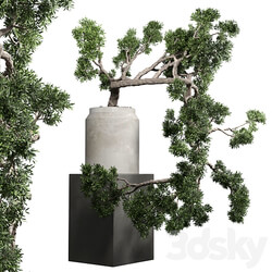 Indoor outdoor plant 86 vase old concrete dirt pot bonsai tree 