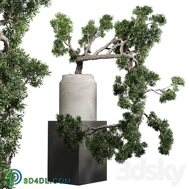 Indoor outdoor plant 86 vase old concrete dirt pot bonsai tree