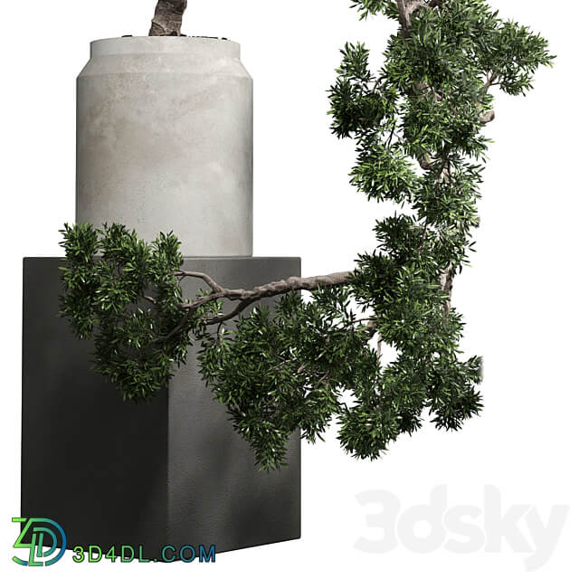 Indoor outdoor plant 86 vase old concrete dirt pot bonsai tree