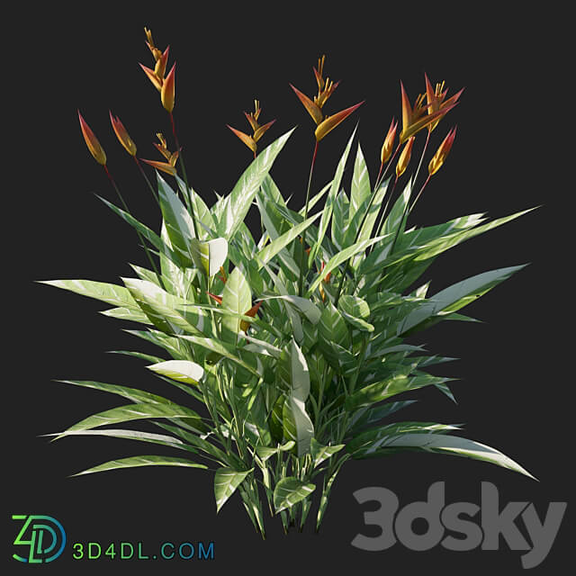 Heliconia psittacorum variegated 02